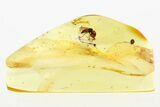 Two Detailed Fossil True Midges (Chironomidae) in Baltic Amber #288509-1